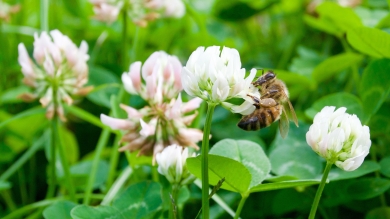 Bee on blooming clover with clove and grass in background