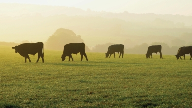 Cattle grazing a green pasture during sunset.