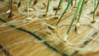 Grass seed sprouting on a germination mat.