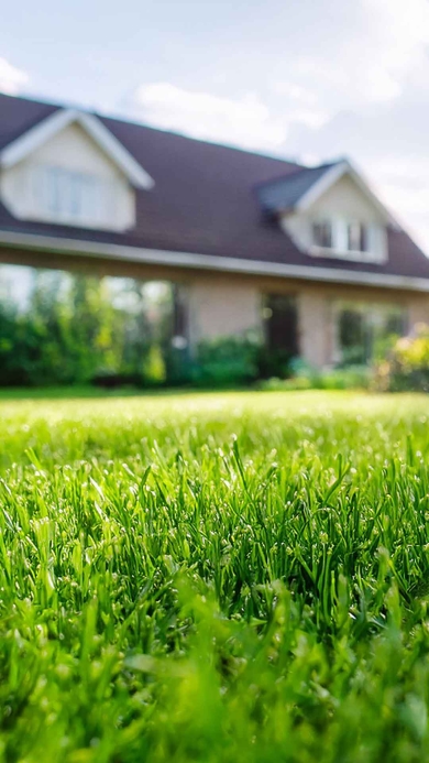 Up close photograph of kentucky bluegrass lawn with a suburban home in the background.