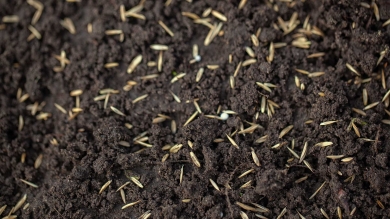 Grass seed sitting on dark brown soil.