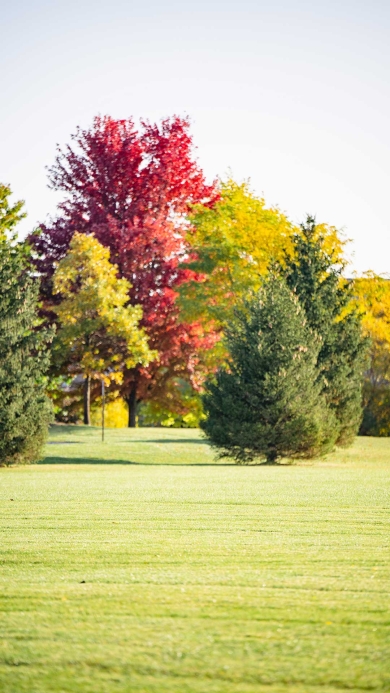 Beautiful green grass with fall color trees in background.