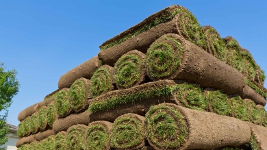 Rolls of Tall fescue sod on a pallet under a clear blue sky