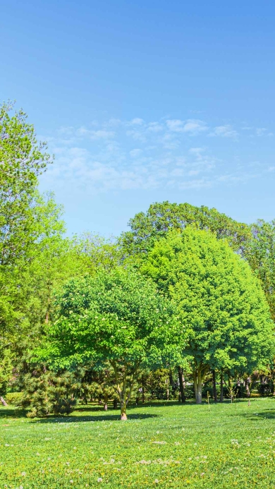 Green grass with mature trees in the background under a clear blue sky.