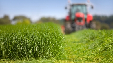 Closeup of green pasture grass being cut 
