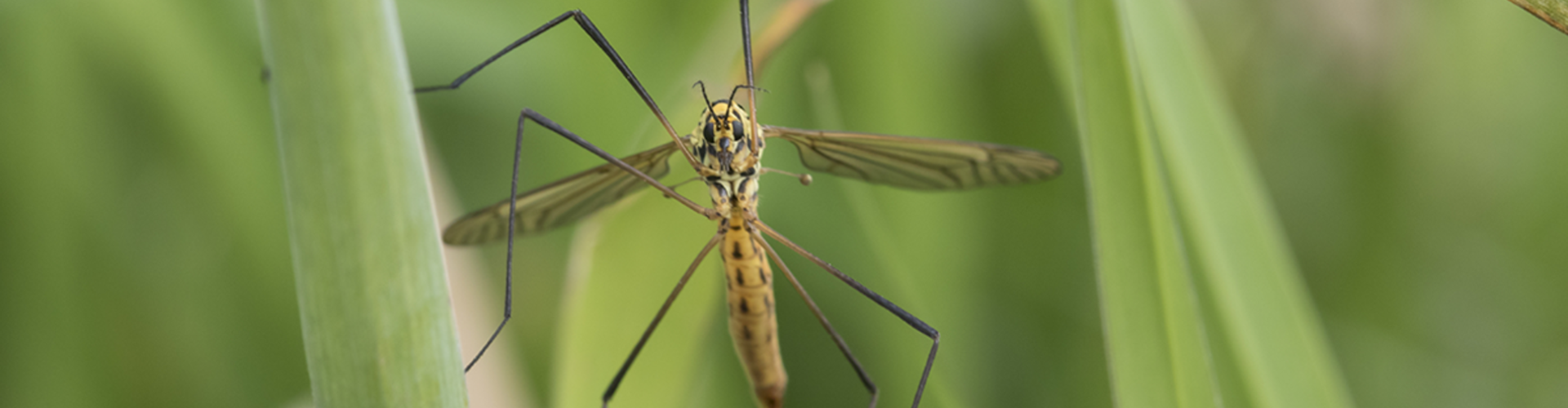 fly