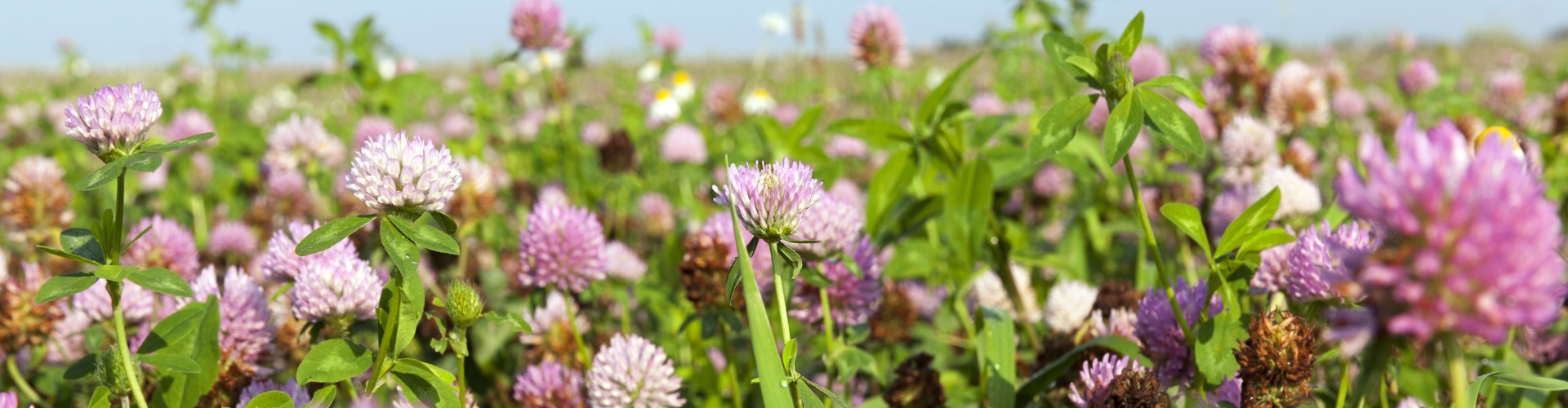 A mix of clovers in pastures 