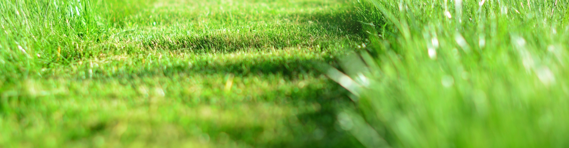 Mowing lawn in sun
