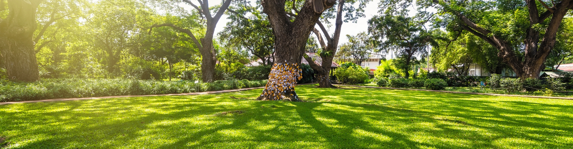 Shady Lawn