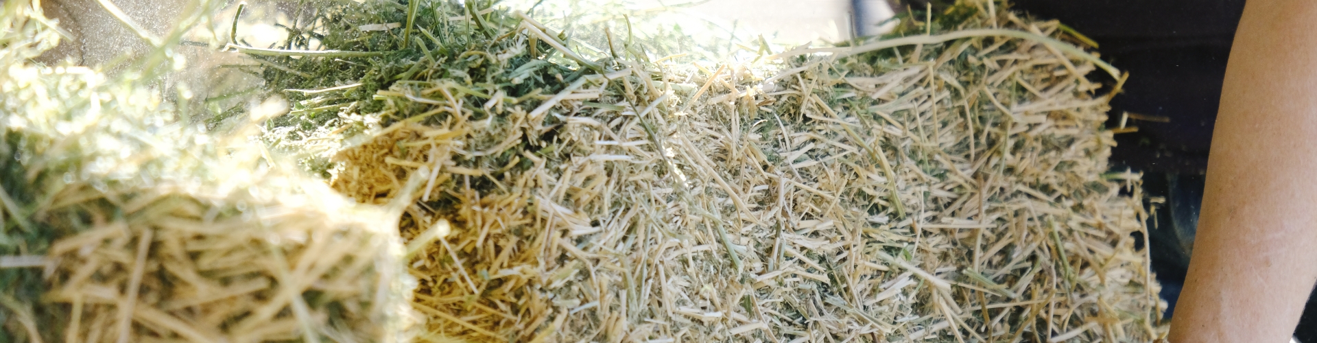 Farmer feeding hay bale