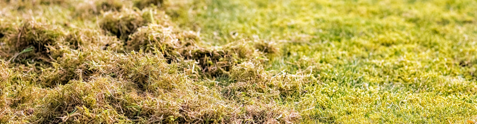 picture of that that has been removed on top of grass