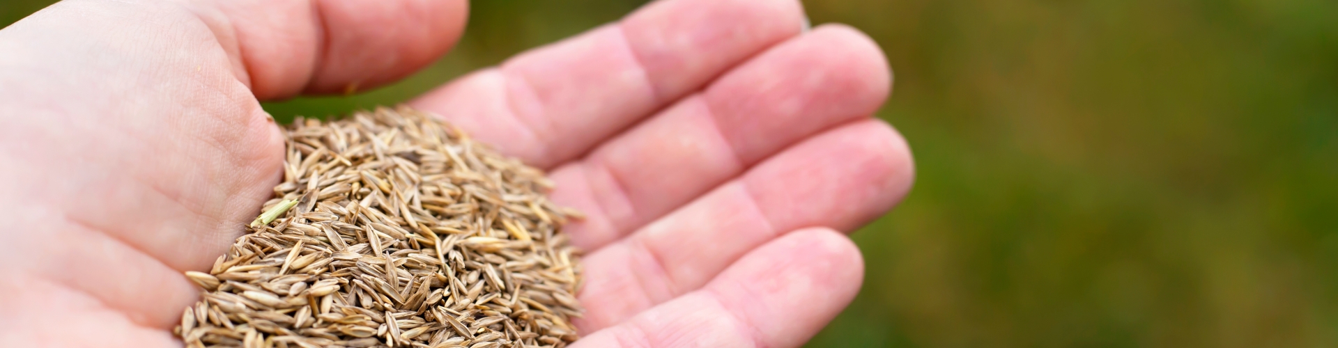 Hand holding seed