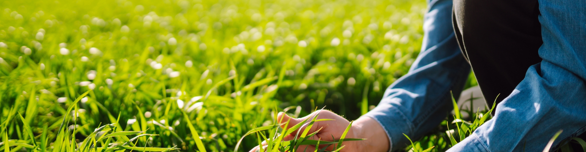 Farmer in grass field holding grass