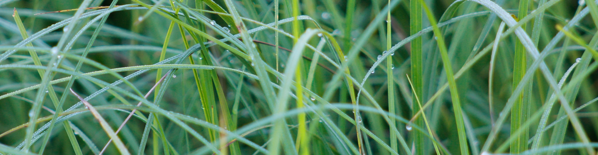 Fine Fescue