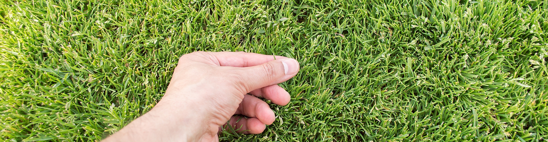 Hand in grass