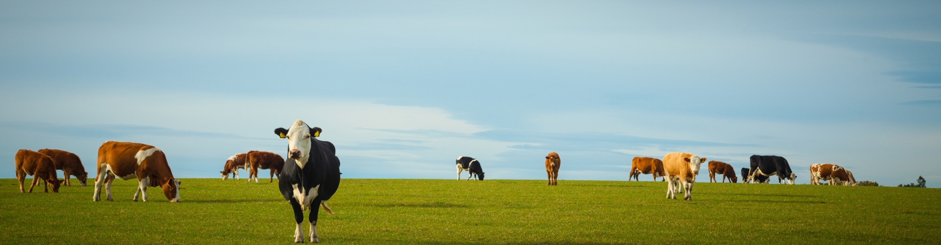 Cows grazing in pasture