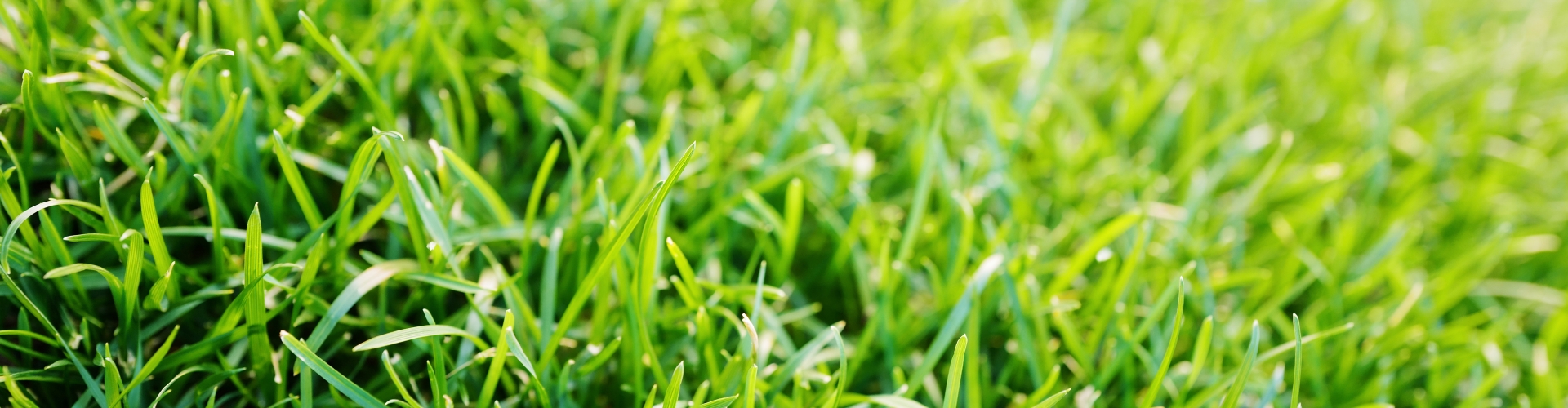Grass