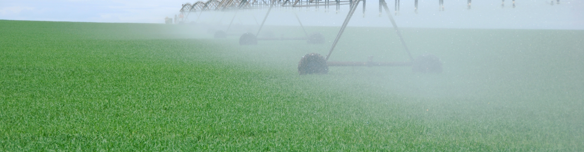 Field being irrigated