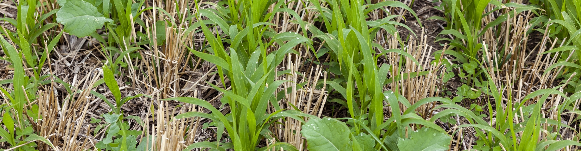 Cover Crop