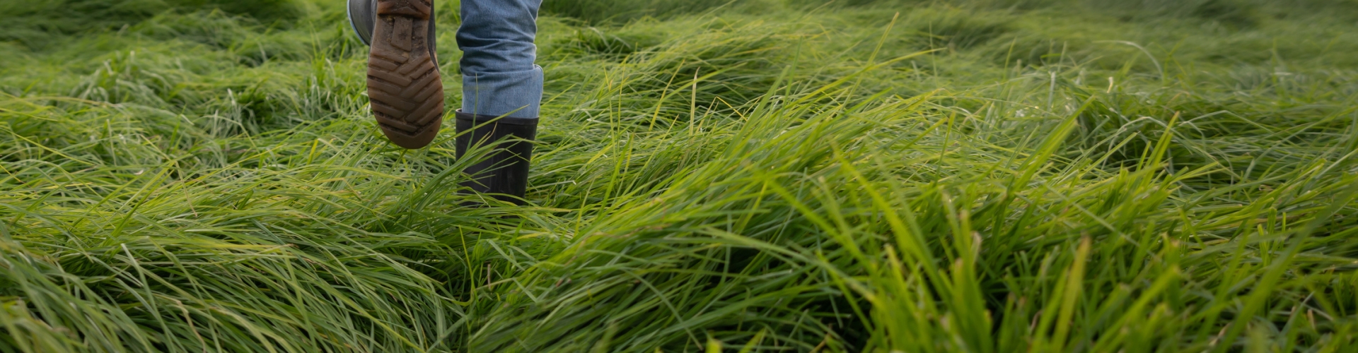 Farmer walking in tall grass field