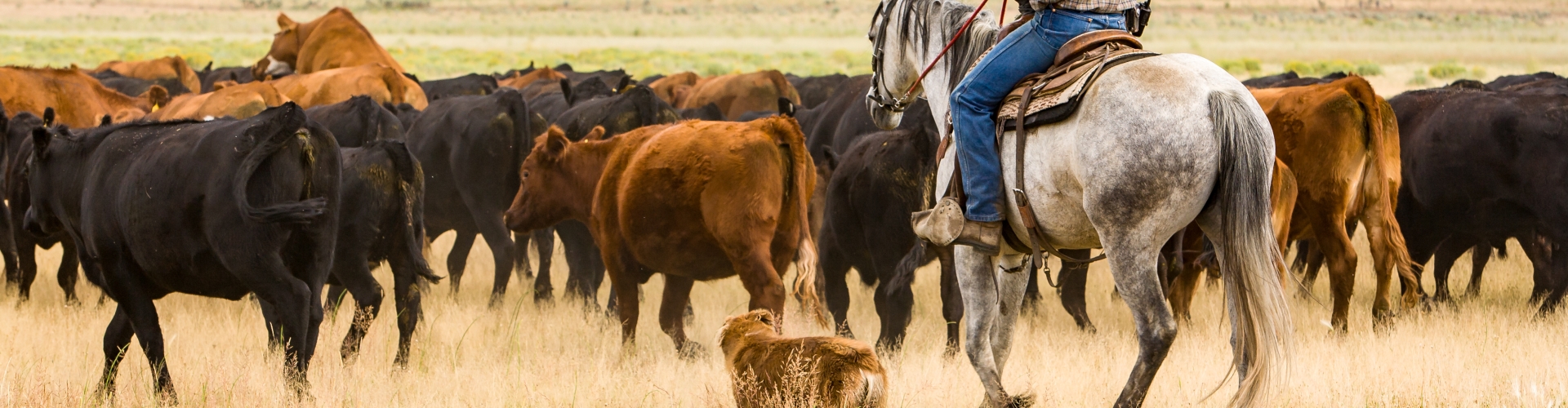 Dryland pasture