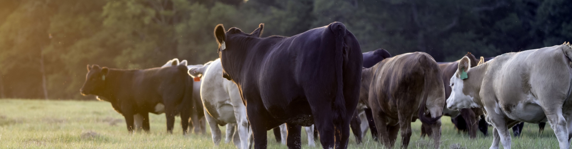 ribeye header