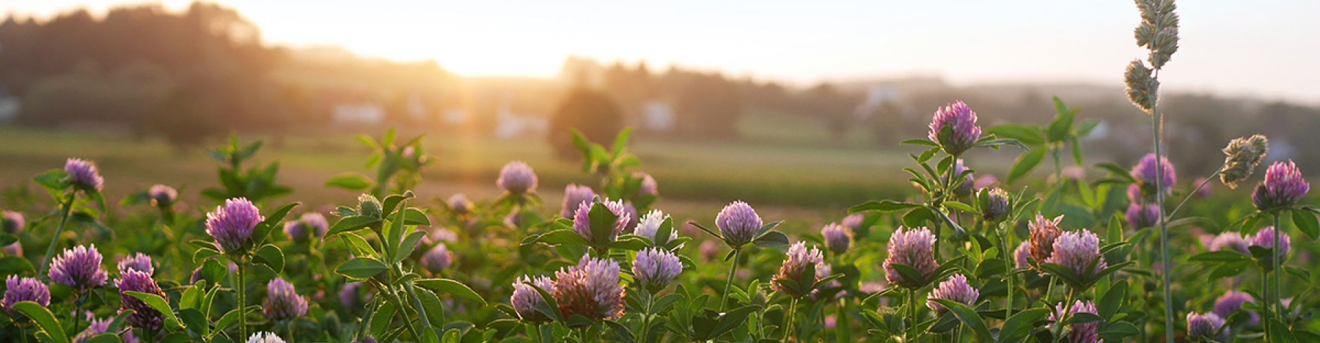 Red Clover Field