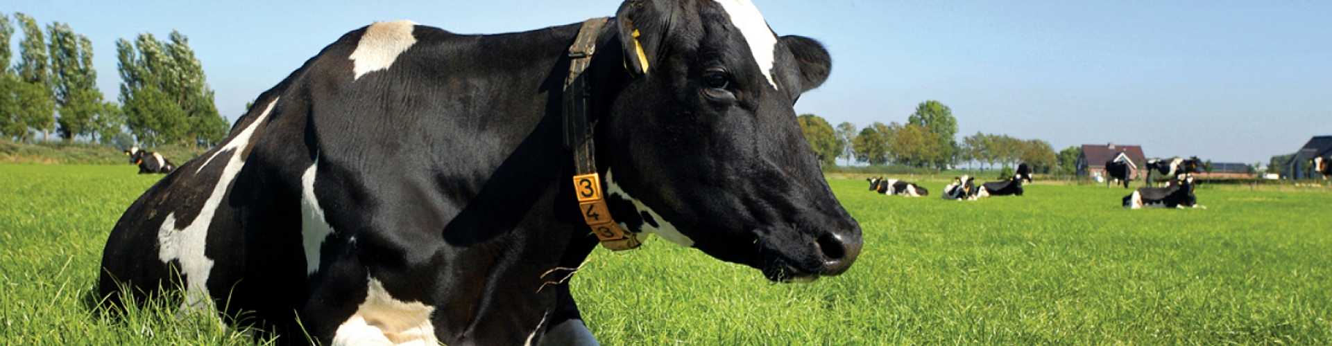 Cow in field - Dairymaster
