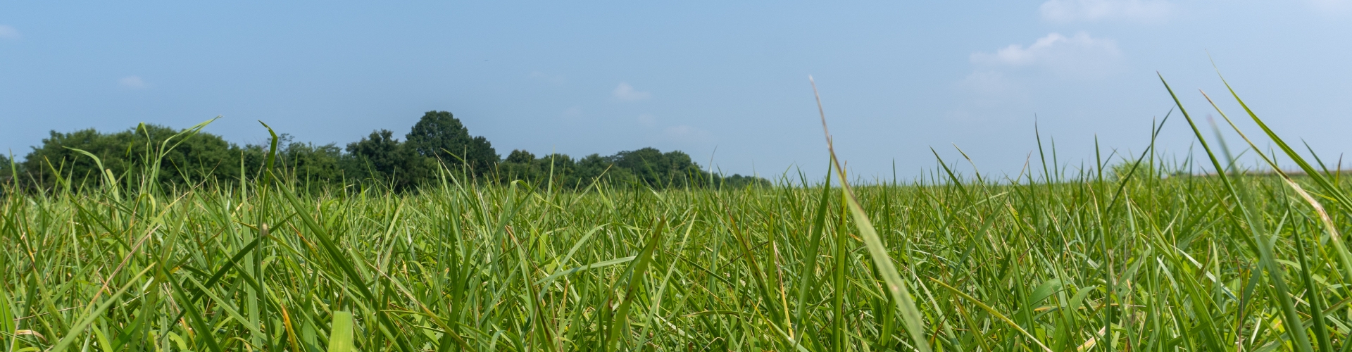 Field of BarOptima Plus E34.