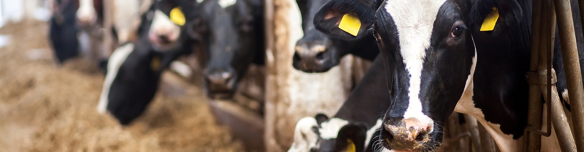 Dairy cattle eating ration