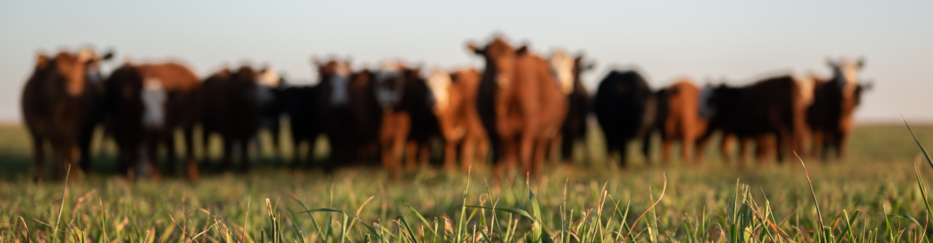 Cattle grazing