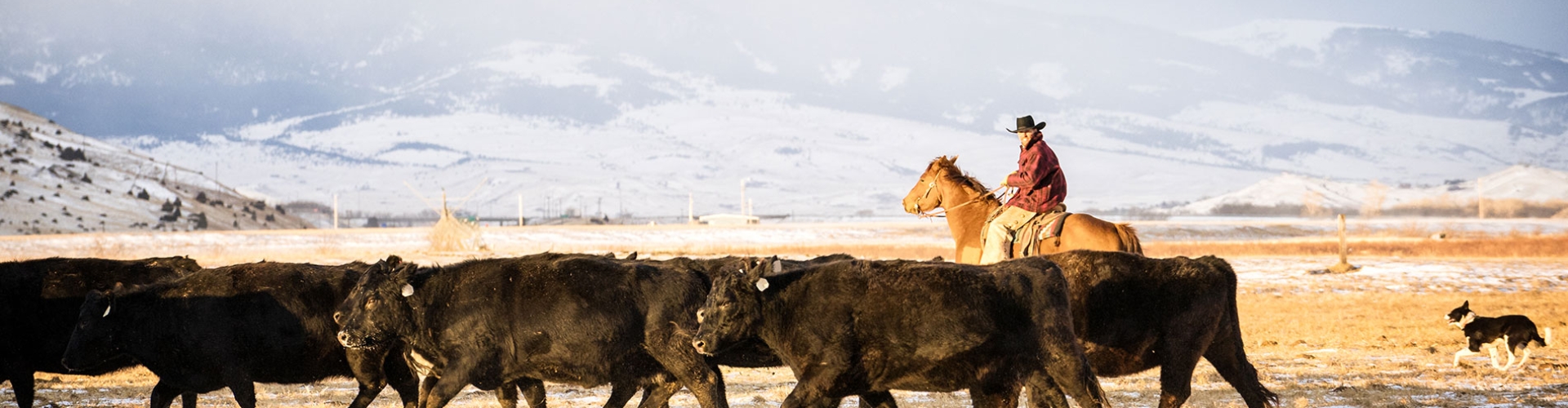 Cows in field with Cowboy - Stockaide