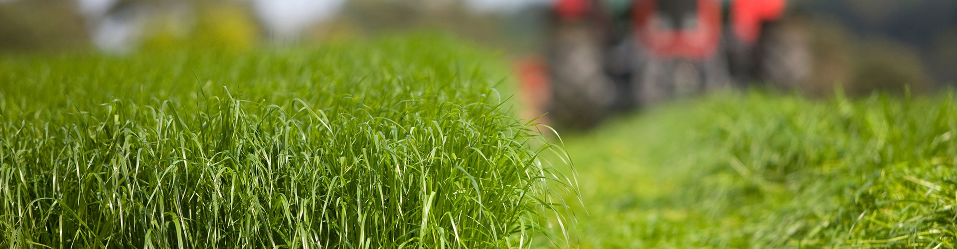 Forage Tall Fescue