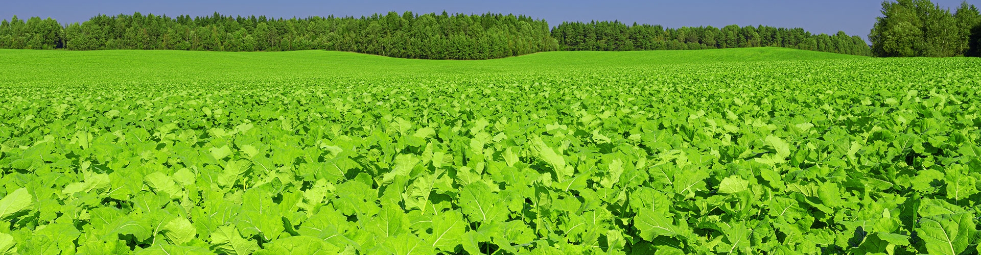 cover crop