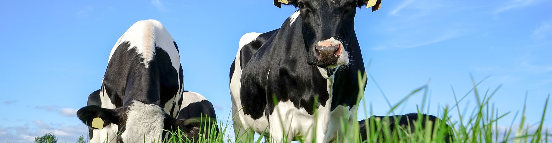 dairy cows