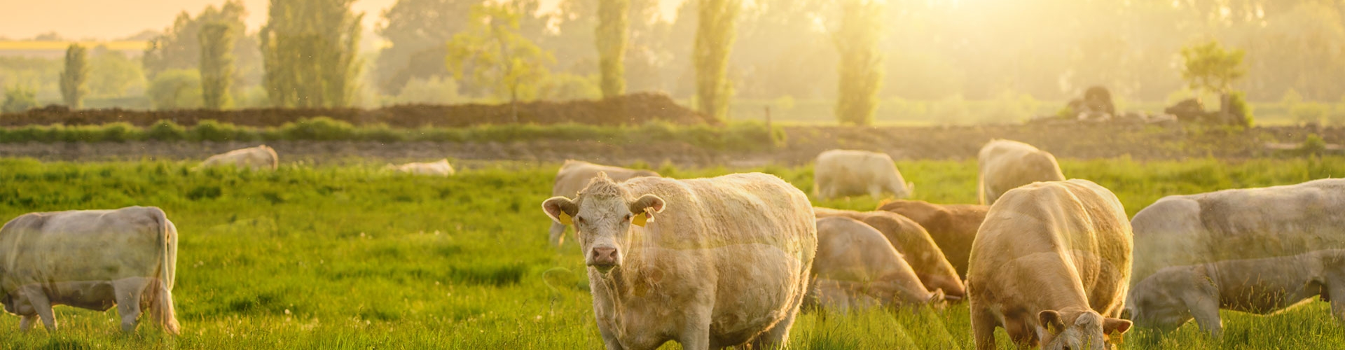 cows in sun
