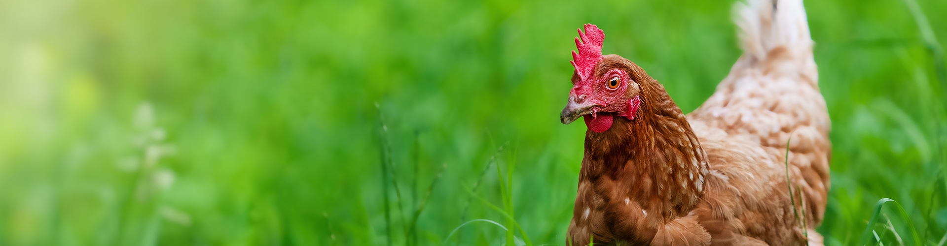 Brown and white chicken sitting in long green grass 