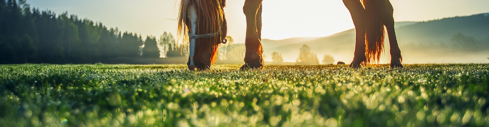 Closeup of a horse eating grass in a field at sunset