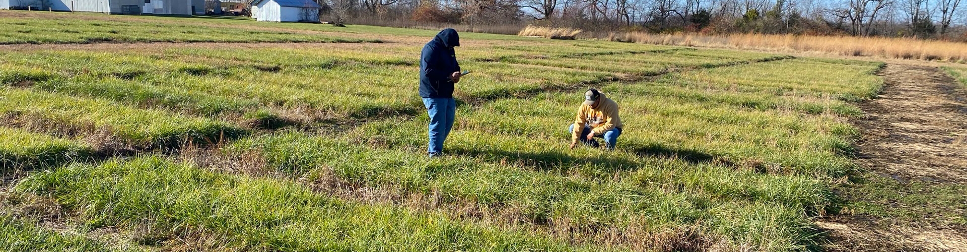 Forage trials