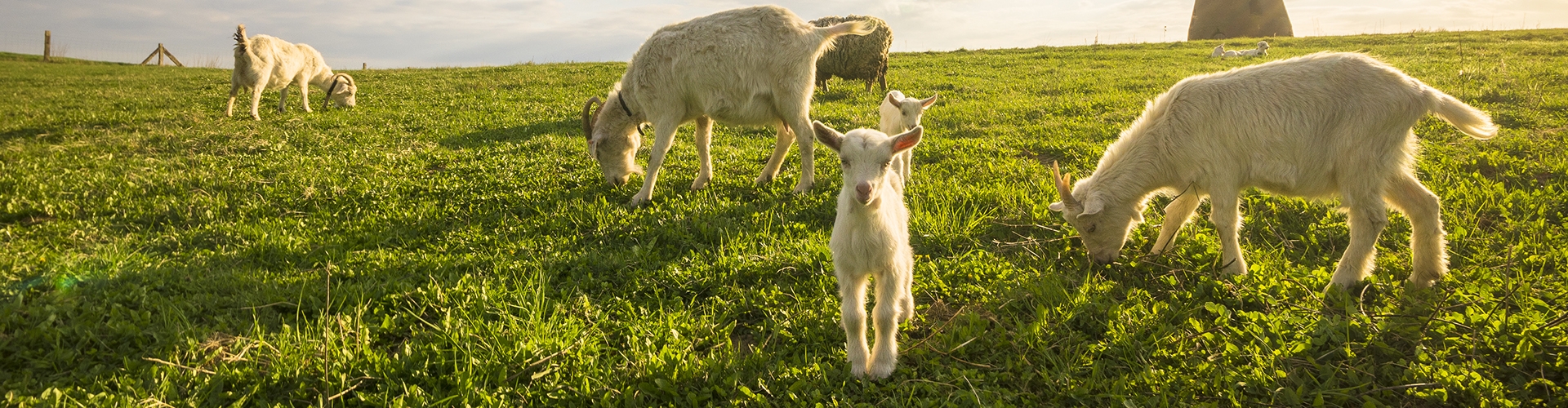 Landscape image of five goats grazing on grass with a clouds and sun on the horizon