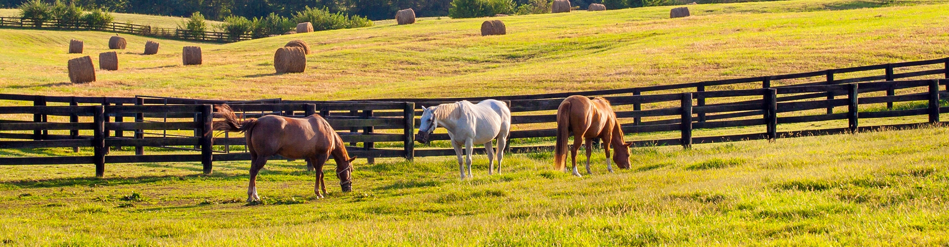 Landscape of horses grazing in green field with fence, trees and sky in background 