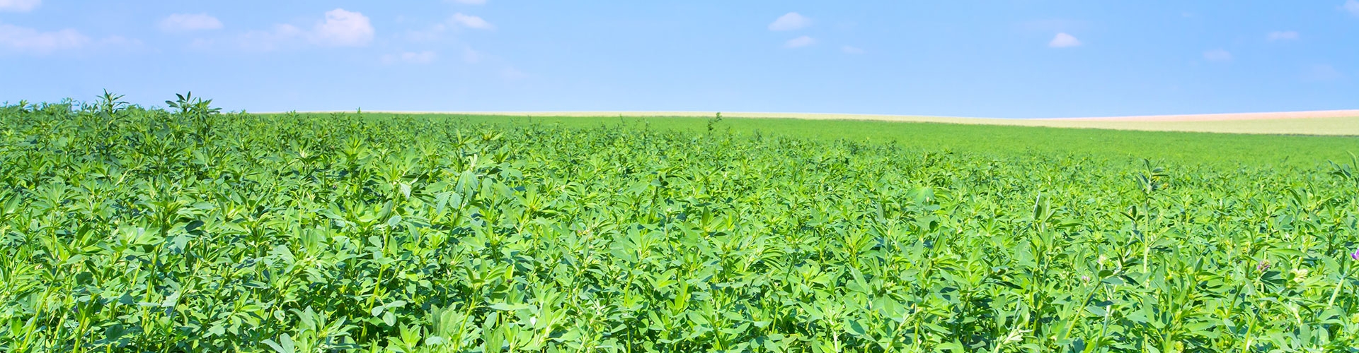 Alfalfa Field