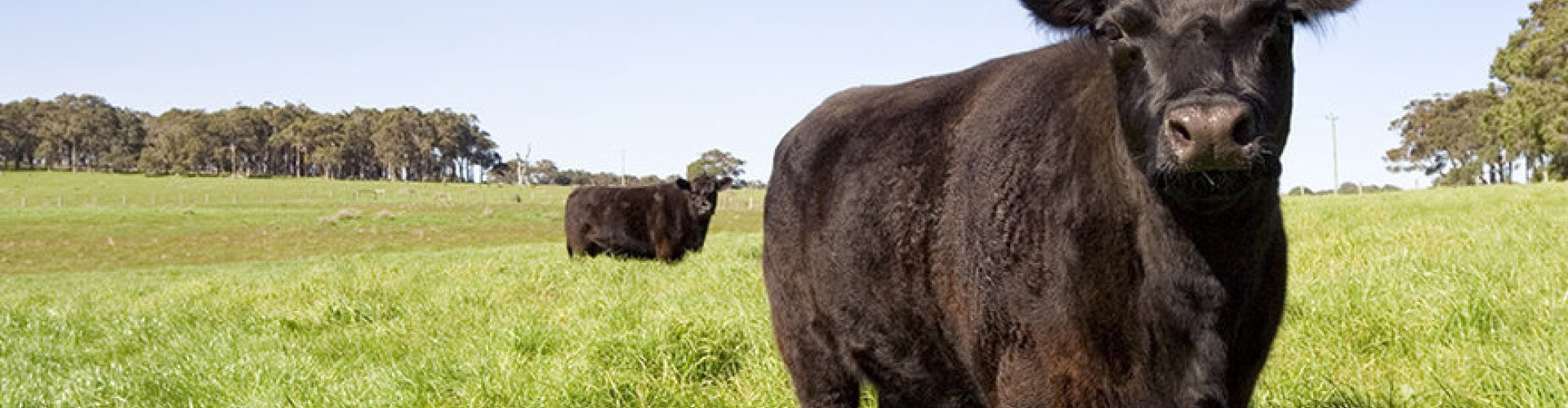 cows in crabgrass field