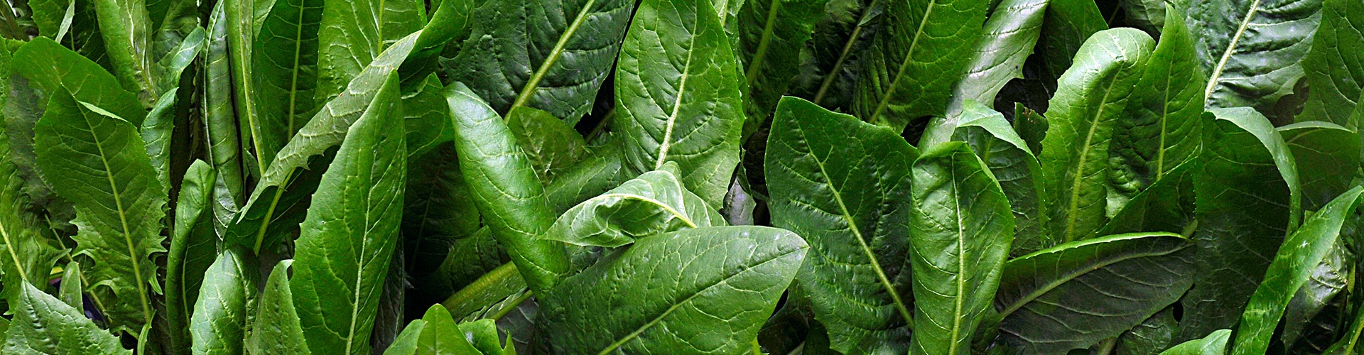 oats and brassicas
