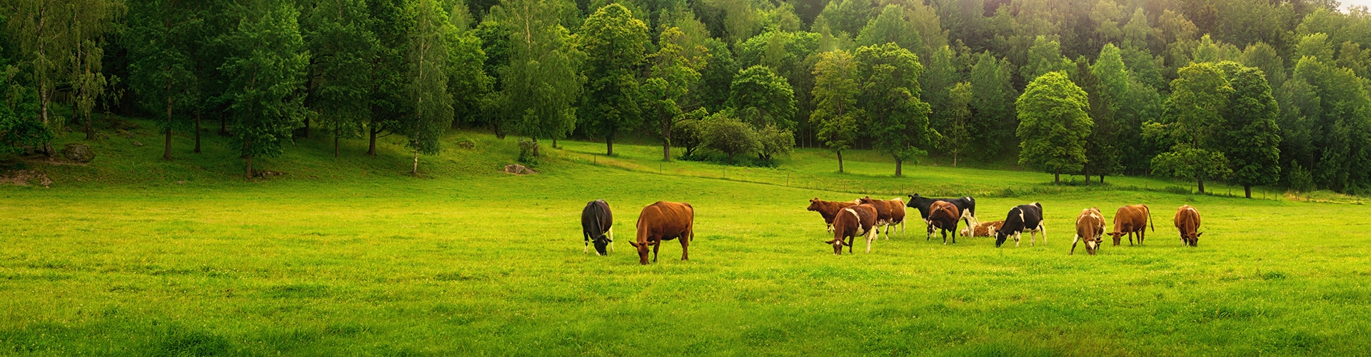 Grassy pasture with cows in the distance lined by full trees and blue sky