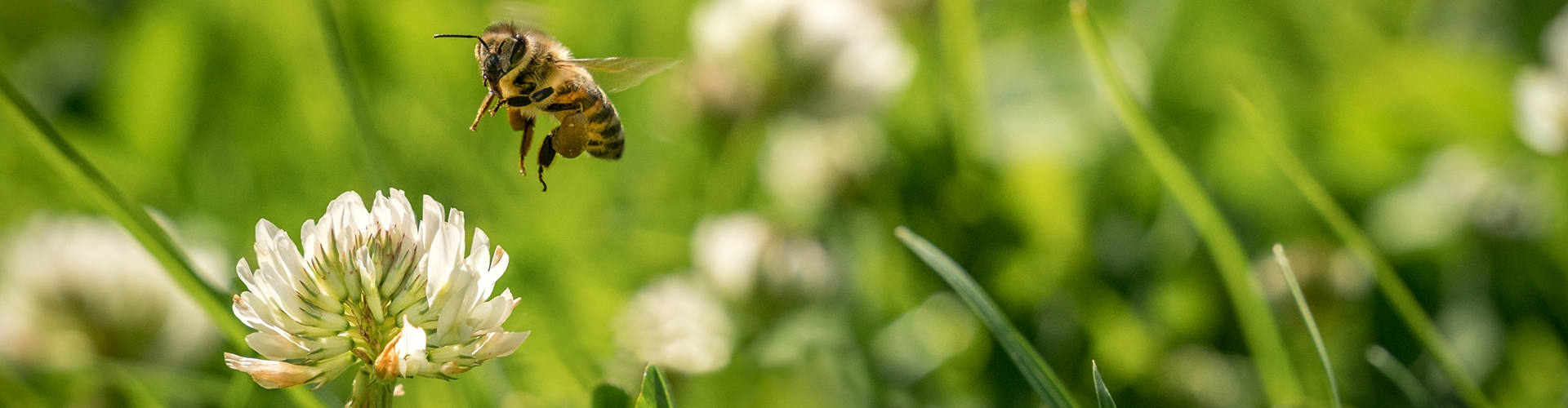 Green grass and clover with bee