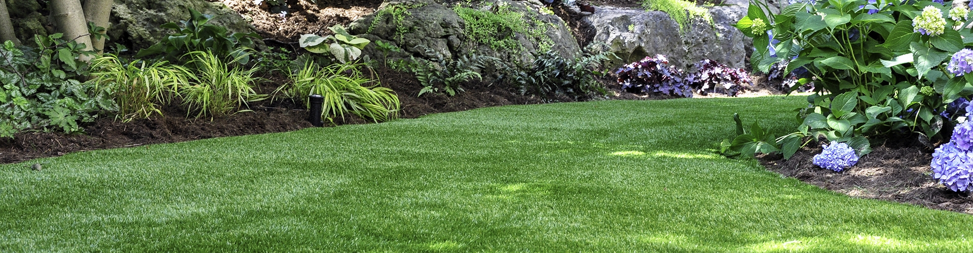 Closeup of shaded grass with plants in background