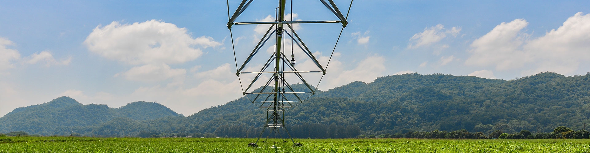 Irrigated Pasture