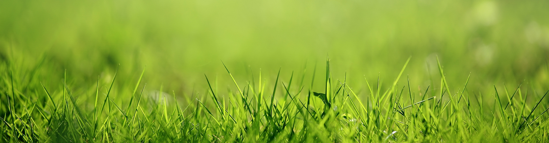 Close up of green grass with precipitation 