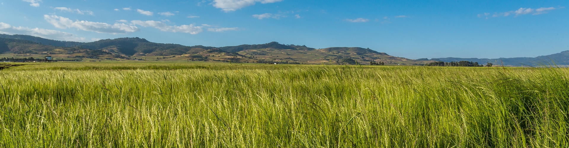 Landscape photo of long grass in a pasture with hills and blue sky in background